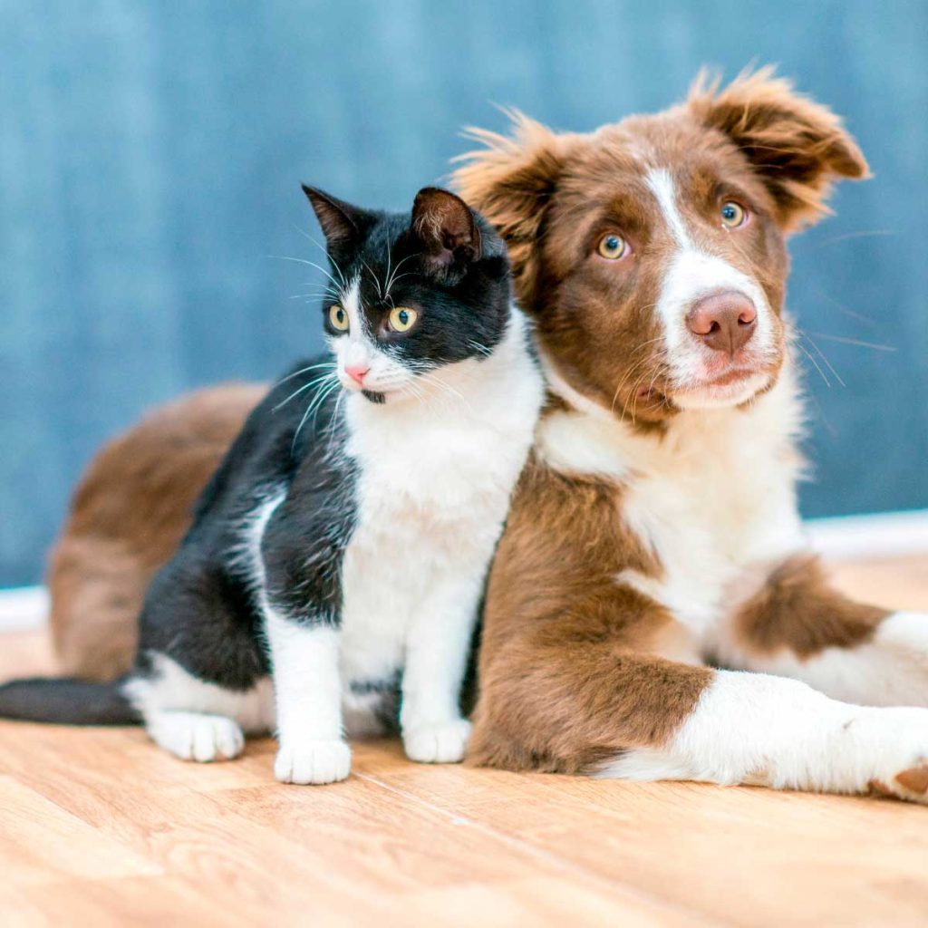 oração para os animais