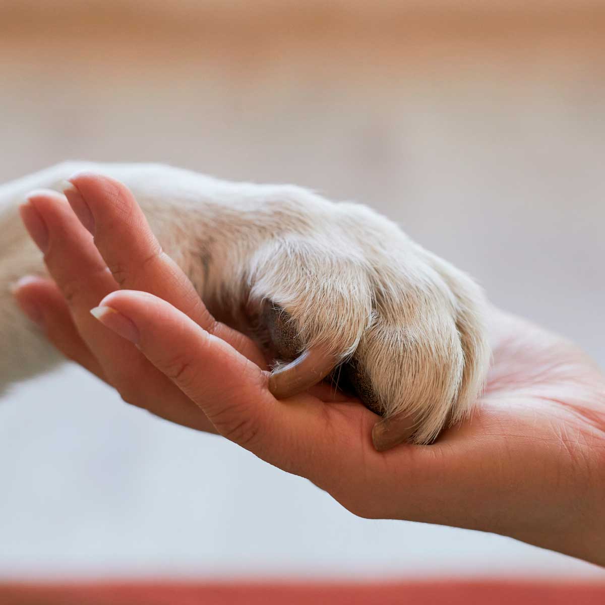 oraçao de sao francisco para os animais