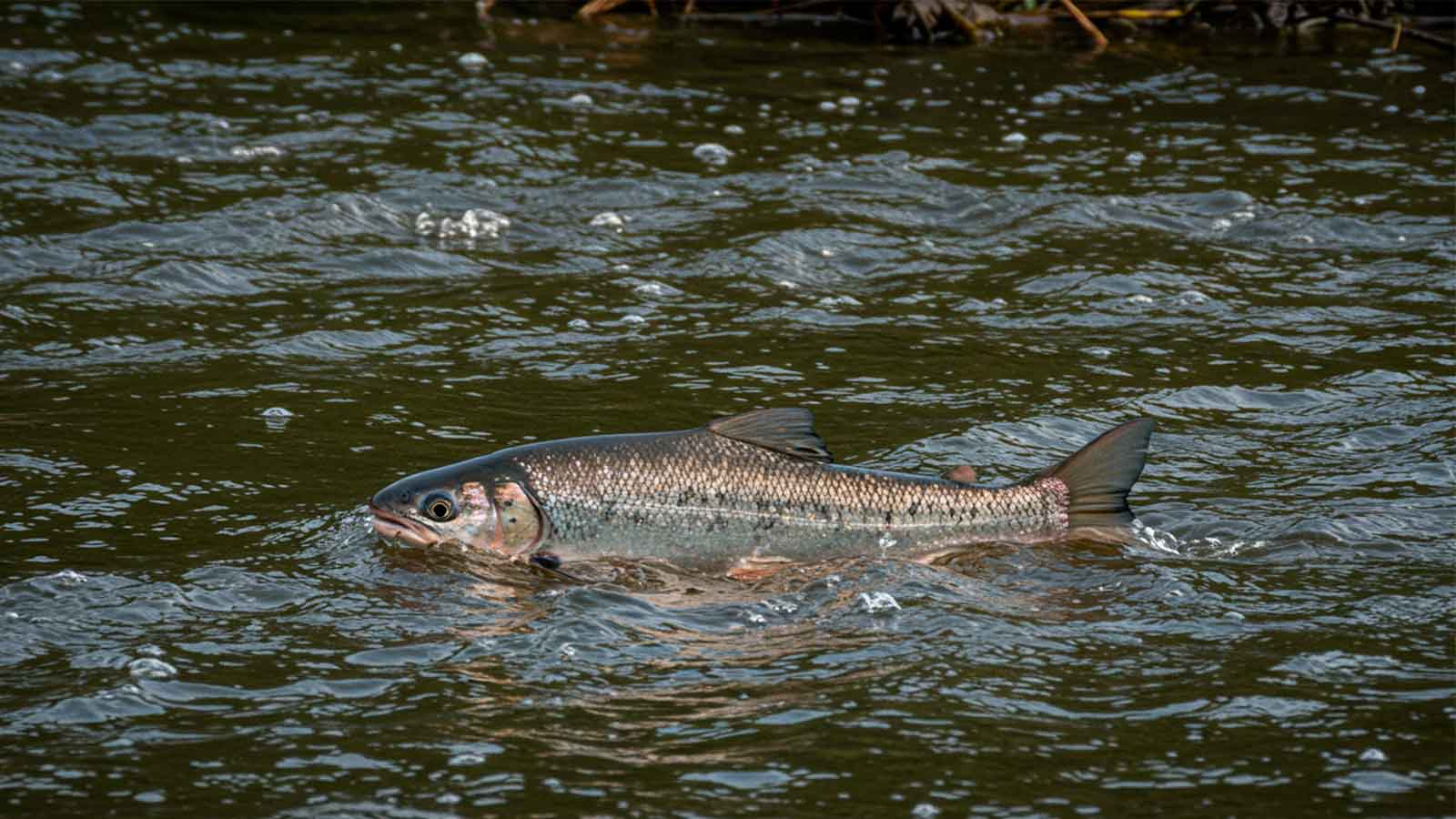 sonhar com peixe agua turva