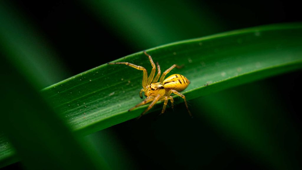 sonhando com aranha