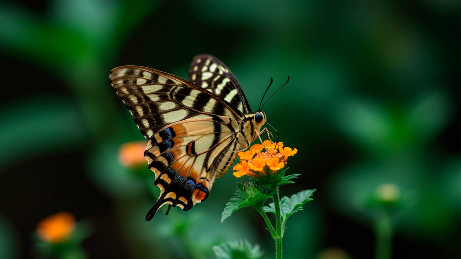 sonhando com borboleta