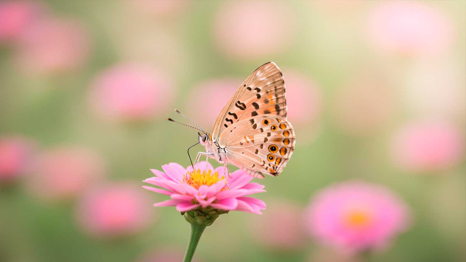 sonhar com borboleta colorida