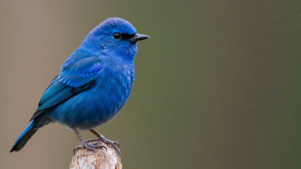 sonhar com passarinho azul