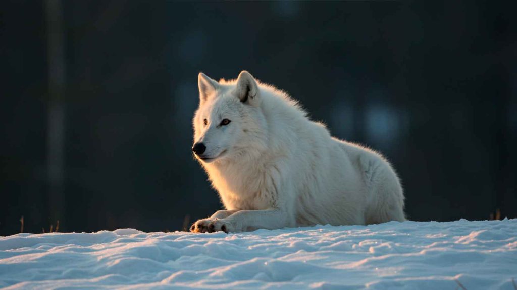 sonhar com lobo