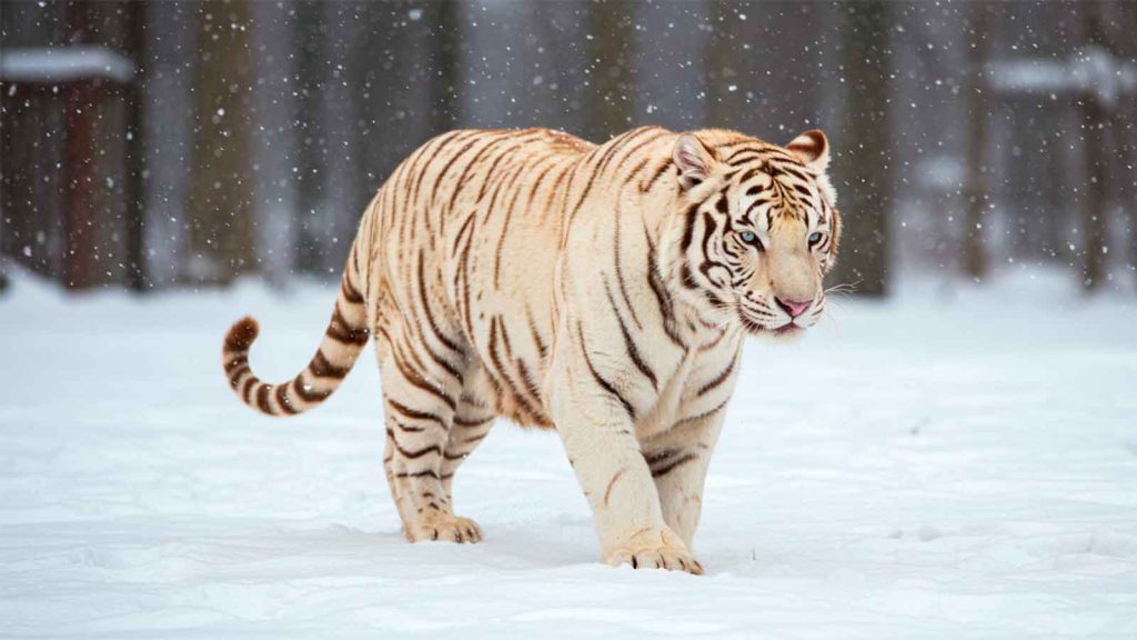 significado de sonhar com tigre