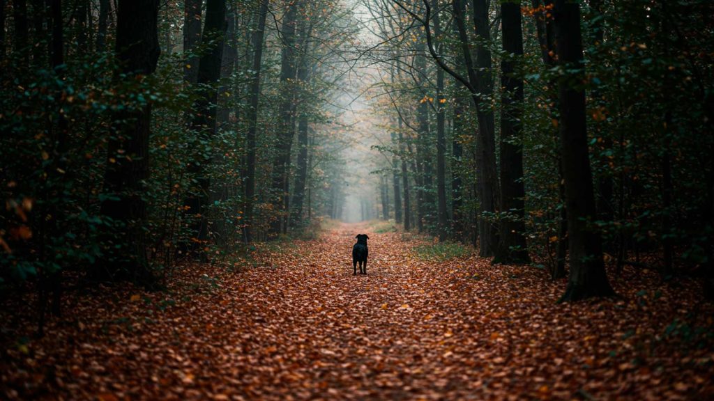 sonhar com cachorro preto significado
