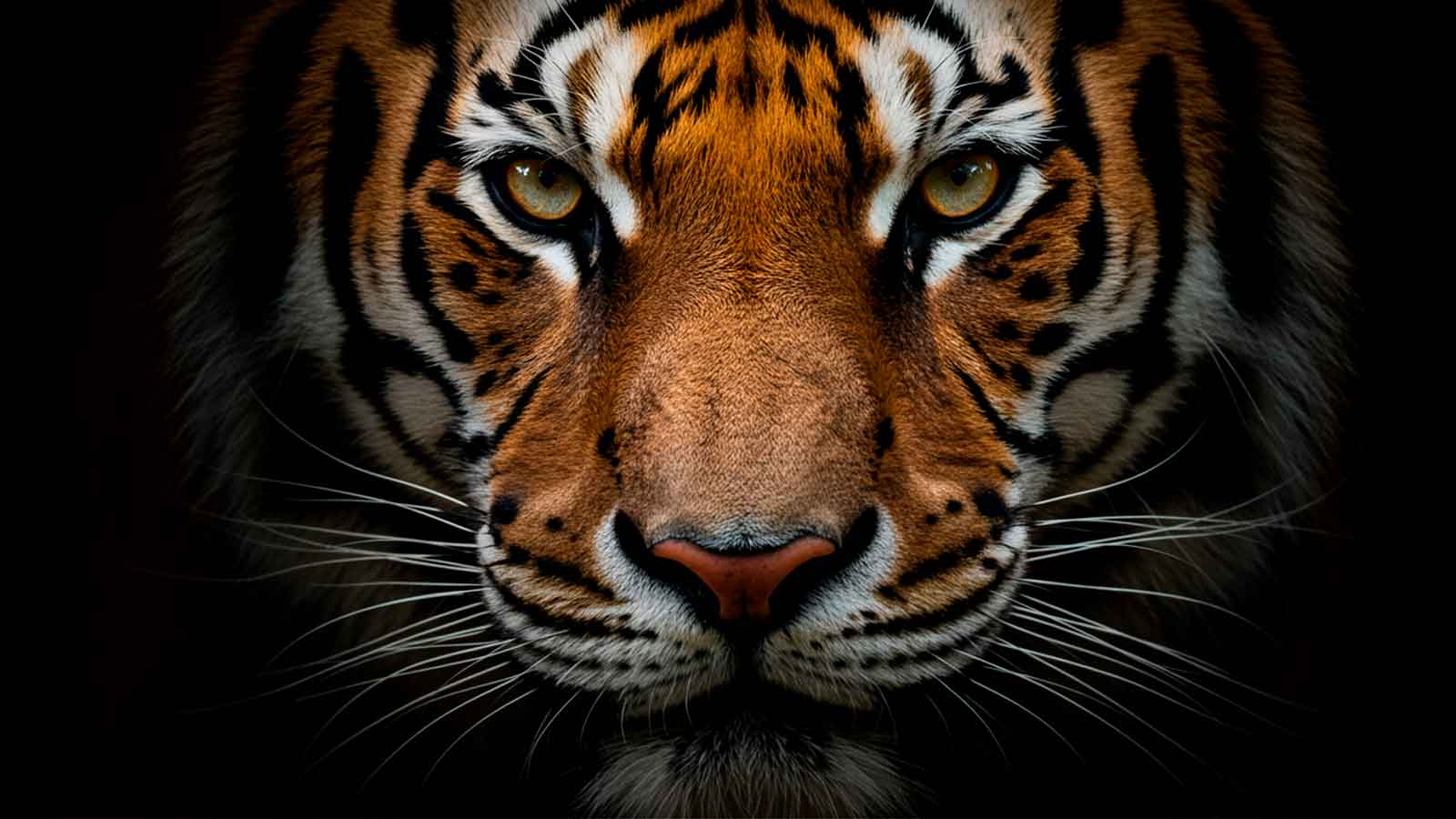 Sonhar com tigre