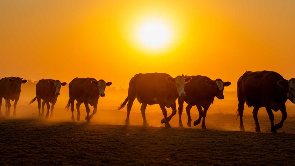sonhar com vaca