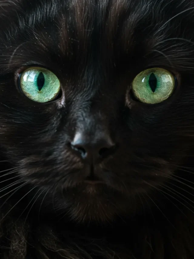 Sonhar com gato preto